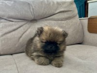 Erkek Pomeranian Son Erkek Teddy Bear Ayı surat yavrumuz