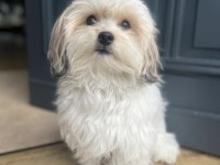 2,5 aylık aşılı karneli maltipoo