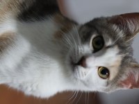 6 AYLIK SAĞLIKLI OYUN CANLISI DİŞİ ACİL KEDİMİZ