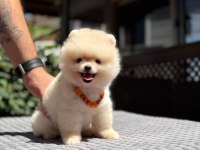 Pamuk Şekeri Pomeranian Boo
