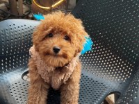 Toy Poodle 6 Aylık
