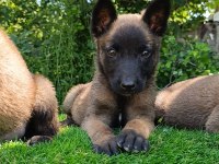 Üst Düzey Safkan Belçika Malinois Bebekler