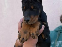 A şecereli anne ve babadan üst düzeyde kaliteli dobermanlar
