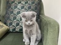 Scottish fold yavrular