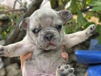 French bulldog sevenler