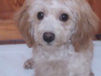 Anne maltipoo baba toy poodle