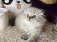 Safkan Scottish fold