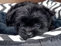 Micro teacup black yorkshire yavruları