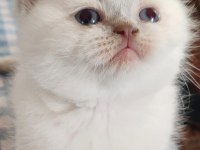 British shorthair yavrularımız yuva arıyor