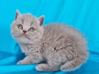 Scottish fold yavrular sahibinden