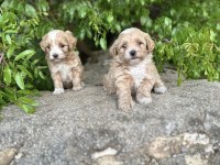 0 Numara Maltipoo Bebekler Hazır