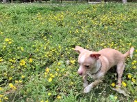 Geyik kafa şivava