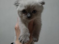 British shorthair yavrularımız