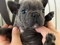 A Plus Irk Standartlarında French Bulldog Yavrularımız