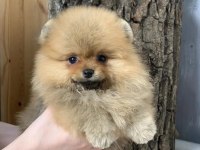 Pomeranian Boo Yavruları