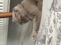 Scottish Fold Kedisi