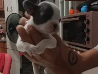 Mükemmel anatomi blue ve blue taşıcı french bulldog evlatlar