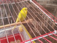 Muhabbet kuşlarımı sahiplendiriyorum