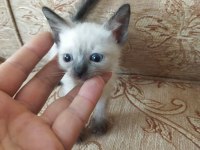 Orjinal irk garantili 2 aylık siyam kedisi yavrular