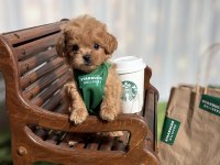 MALTİPOO AŞIKLARININ ARADIĞI O YAVRULAR