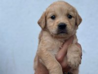 Orjinal golden retriever yavrular için geç kalmayın