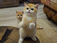 British Shorthair NY12 Dişi Golden Yavru