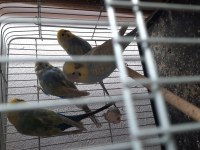 Yumurtalı muhabbet kuşu çiftlerim var