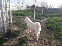 Safkan Beyaz Akita İnu