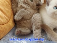 Çikolata ve çikolata point british shorthair ponçiklerim