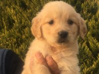 2 AYLIK GOLDEN RETREİWER YAVRULARIM