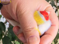 Şampiyonundan Jumbo Gouldian Finch Gökkuşağı İspinozu