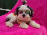 Yavru morkie