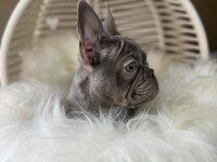 Renkli Gözlü Exotic French Bulldog Yavrularım