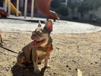 New shide tan french bulldog