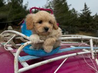 Maltipoo bebeklerim tüy dökmez koku yapmaz