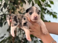 Tricolor Merle Border Collie Yavrularımız