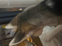 6 AYLIK HUSKY