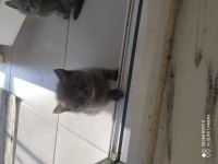 Anne baba british shorthair