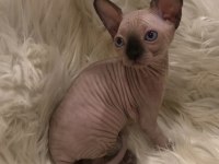 sphynx sfenks dişi erkek