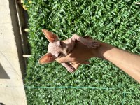 Kaliteli Sphynx Kedileri