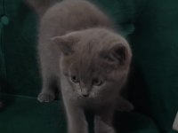 Sahibinden british shorthair 55 günlük