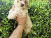 MALTİPOO YAVRULAR
