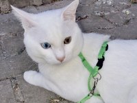 Ankara kedisi