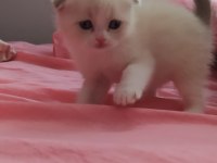 Scottish fold