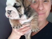 MÜKEMMEL KALİTE İNGİLİZ BULLDOG YARULARIMIZ