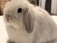 Lop Tavşanlar Gün İçi Gönderim Mevcut