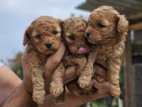 Orijinal Kore Poodle Bebekler