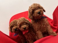 Toy poodle bebeklerim