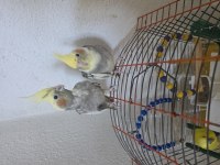 2 yaşında çift sultan papağani kafesiyle yuvaligiyla satilik