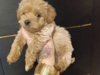 Maltipoo yavrular